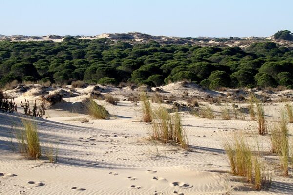 Patrimonio Natural y Cultural del Parque Nacional de Doñana